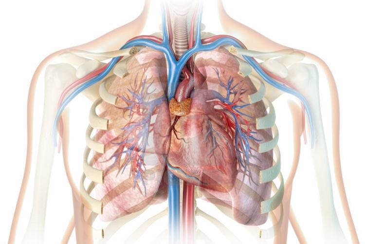 Breathing anatomy picture