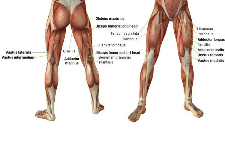 Back Of Thigh Muscle Labeled